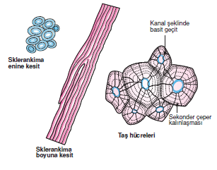 kollenkima_lifleri