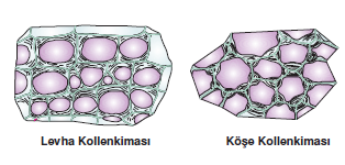 kollenkimasi