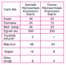 kromozom