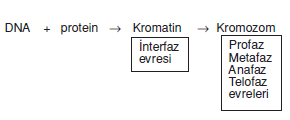 kromozom_001