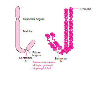 kromozom_yapisi