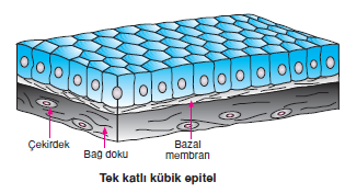 kubik_epitel