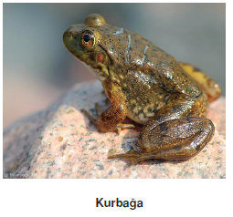 kurbaga