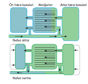 kuslarda_solunum