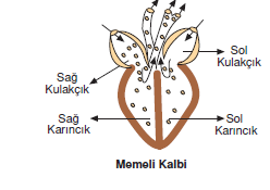 memeli_kalbi