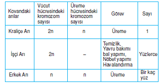 modifikasyon