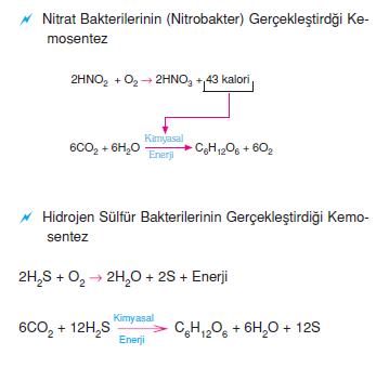 nitrat_bakterileri