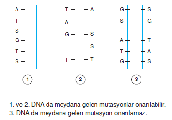 nokta_mutasyonu