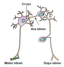 notron