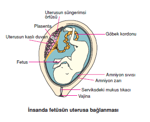 nsanda_fetusun_uterusa_baglanmasi