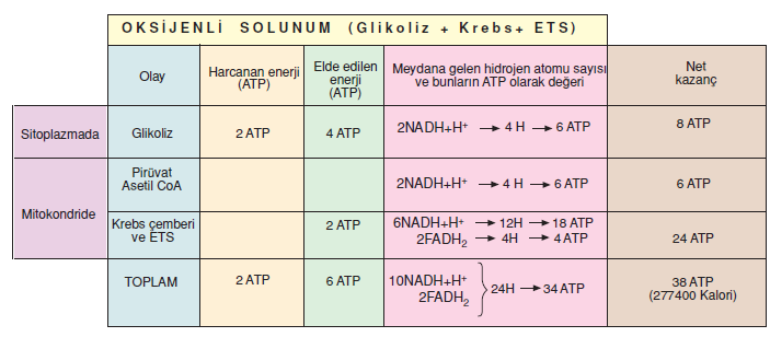 oksijenli_solunum