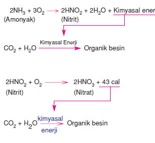 organik_madde_sentezi