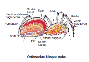 orumcekte_kitapsi_trake