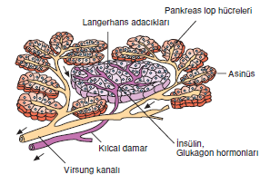 pankreas