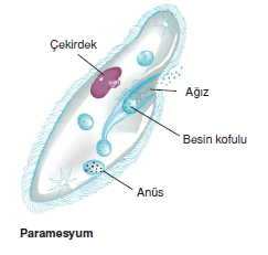 paramesyum