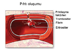 pihti_olusumu