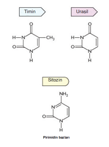 pirimidin_bazlari