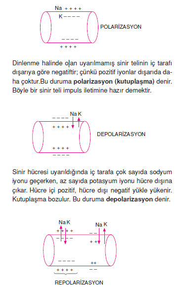 polarizasyon