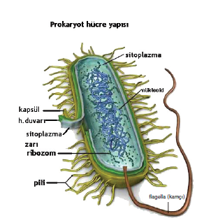 prokaryot_hucre