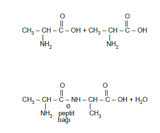 protein_olusumu