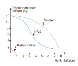 proteinlerin_gorevleri