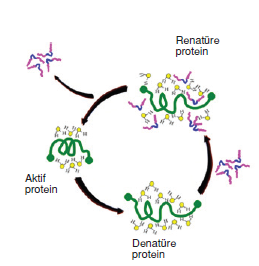 proteinlerin_yapisi