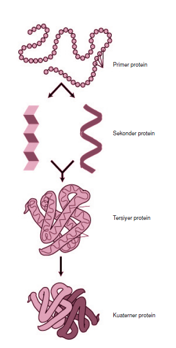proteinlerin_yapisi_001