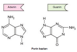 purin_bazlari