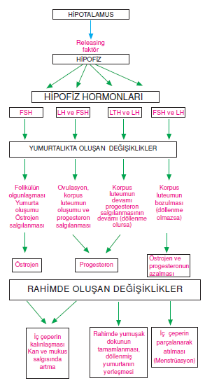 rahimde_olusan_degisikler