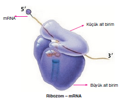 ribozomal_RNA