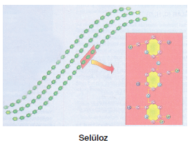 selüloz