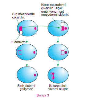 semender_embriyosu