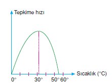 enzimlerin ozellikleri bilgicik com bilgicik com