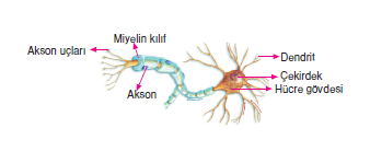 sinapsis