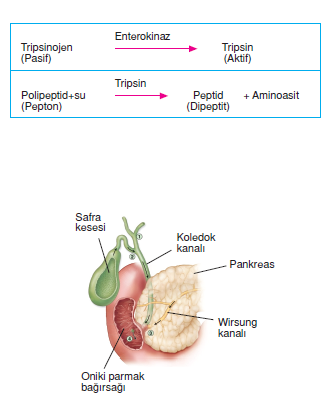 sindirim_sistemi