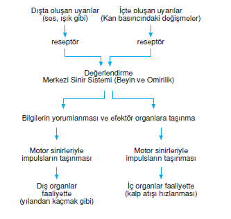 sinir_sistemi