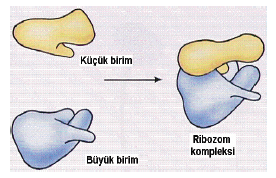 sitoplazma_001