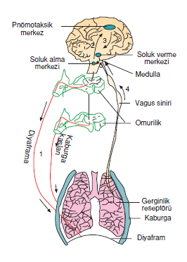 soluk_alip_verme