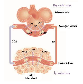 solunum_sistemi