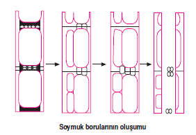 soymuk_borulari