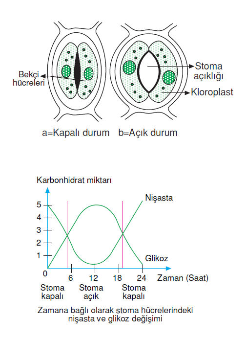 stoma