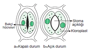 stoma