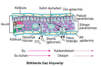 stoma