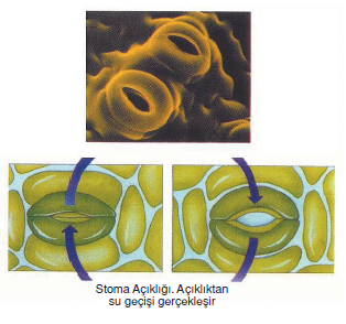 stoma_acikligi