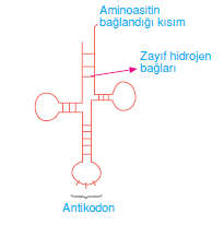 t_RNA