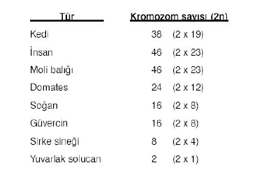 turlerin_kromozom_sayisi