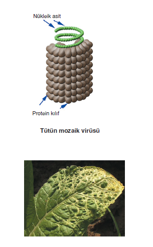 tutun_mozaik_vırusu