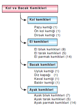 uyeler_İskeleti