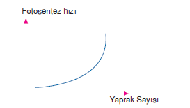 yaprak_sayisi