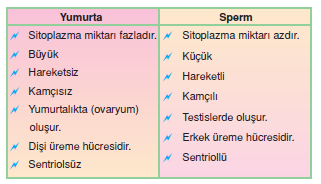 Eseyli Eseysiz Ureme Ourboox